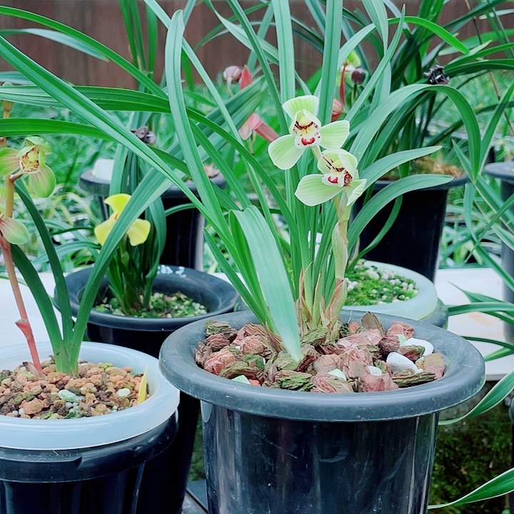 7***2无花朵一物一拍漂亮