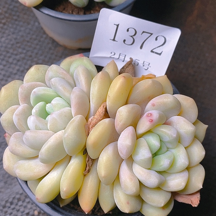 【闪购商品】云1372