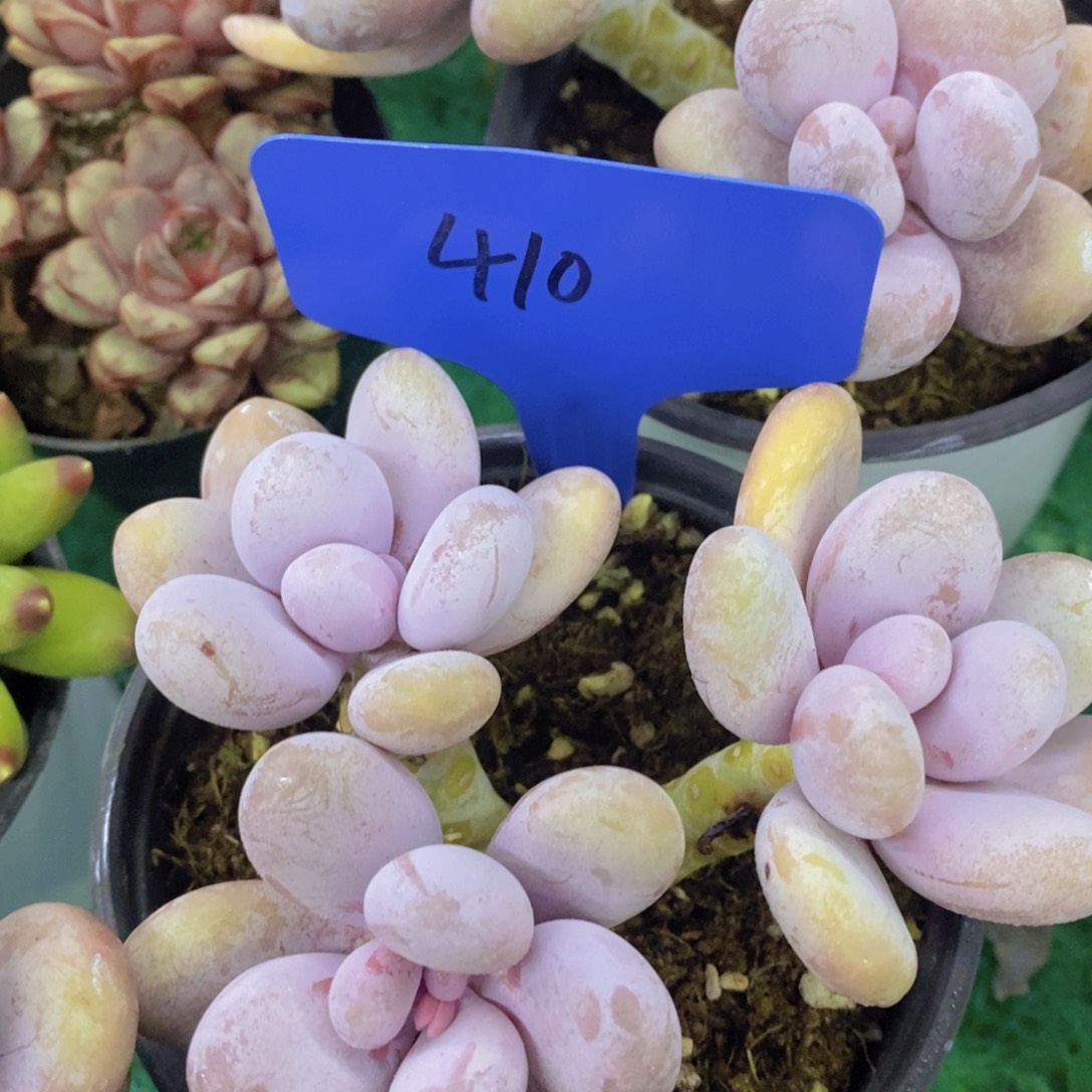 开心多肉，首播2场，一单包邮