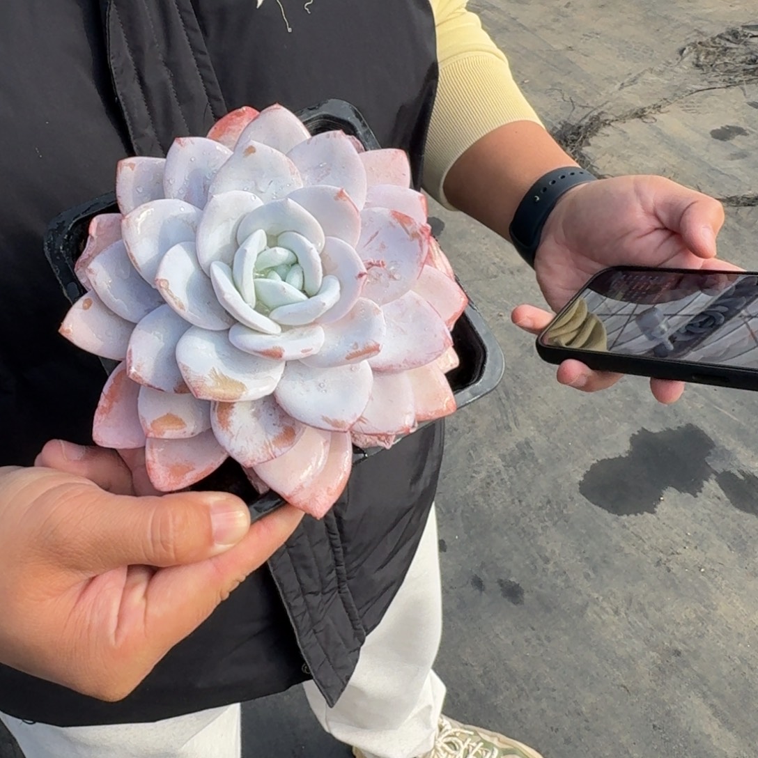 从前慢花园多肉编号-单头雪莲