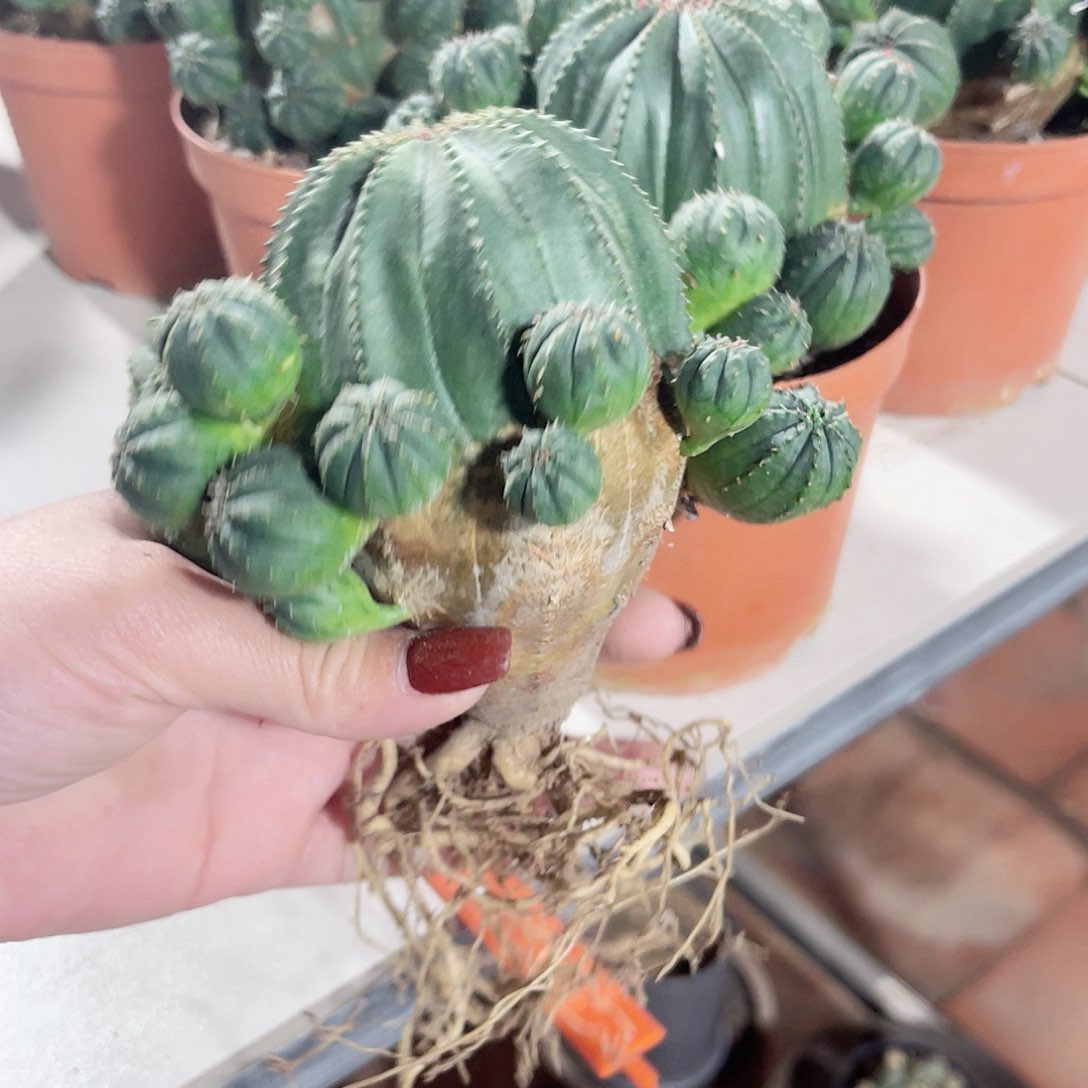 仙人球仙人球开花