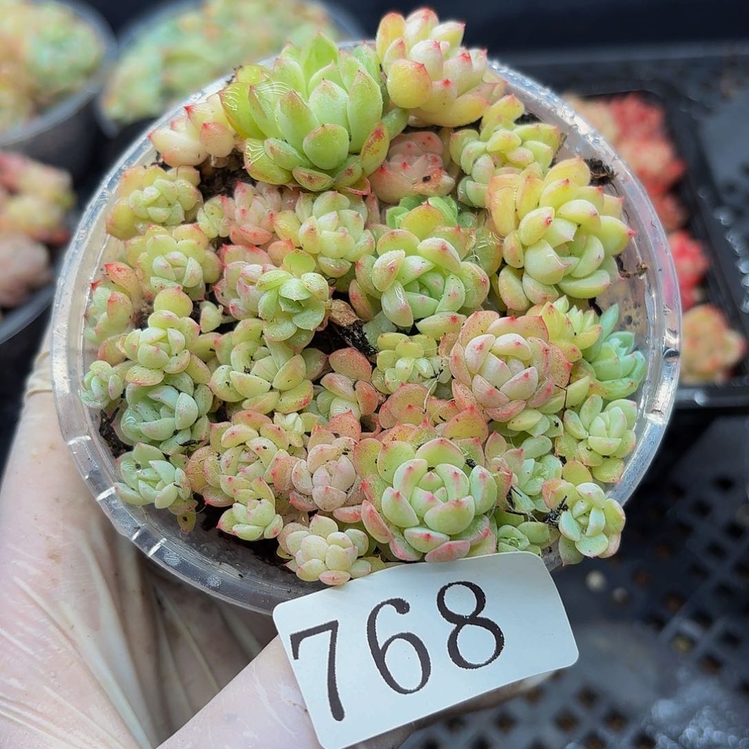 多肉植物多肉植物768