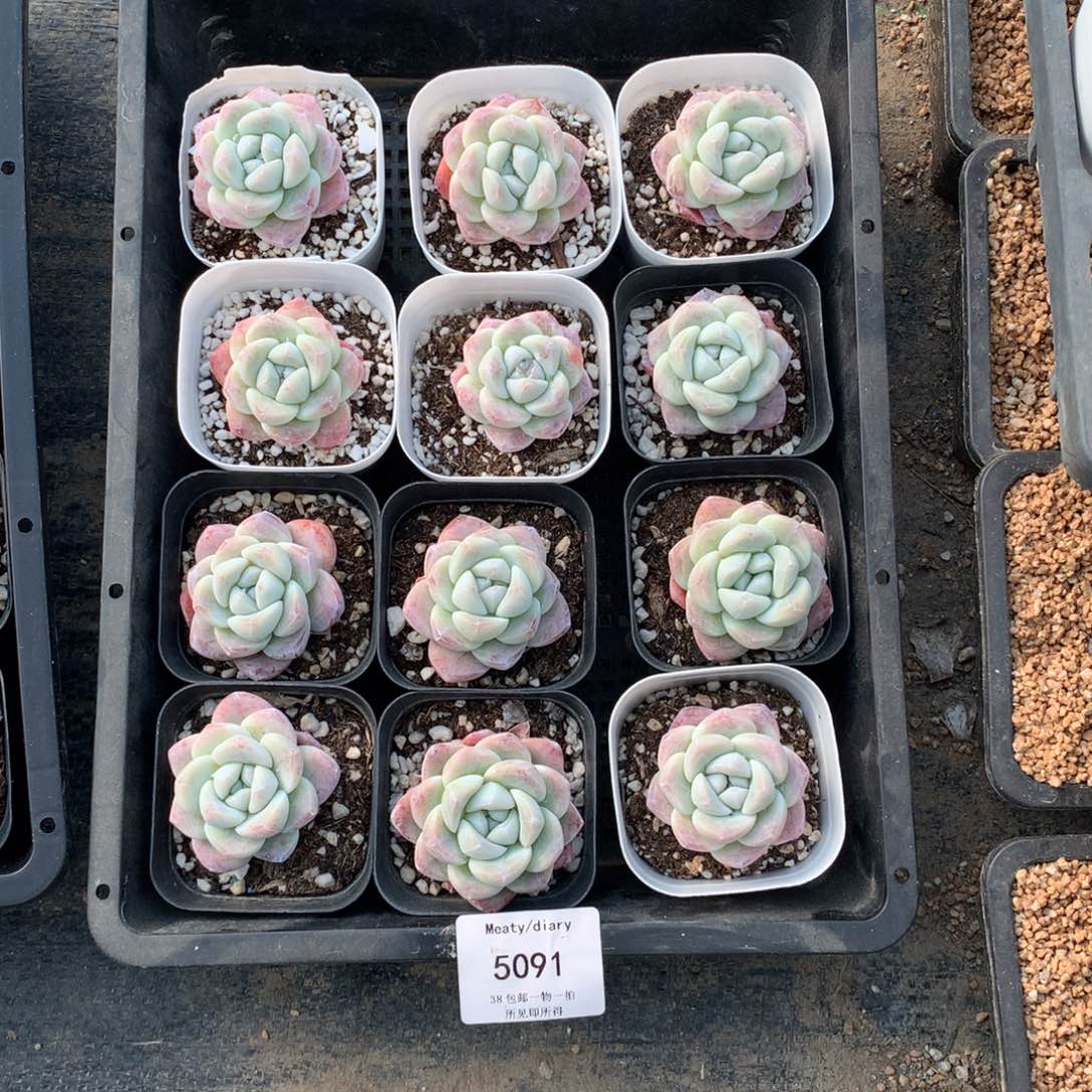 特5091冰玉小脸3到4厘米12颗一组脱土发