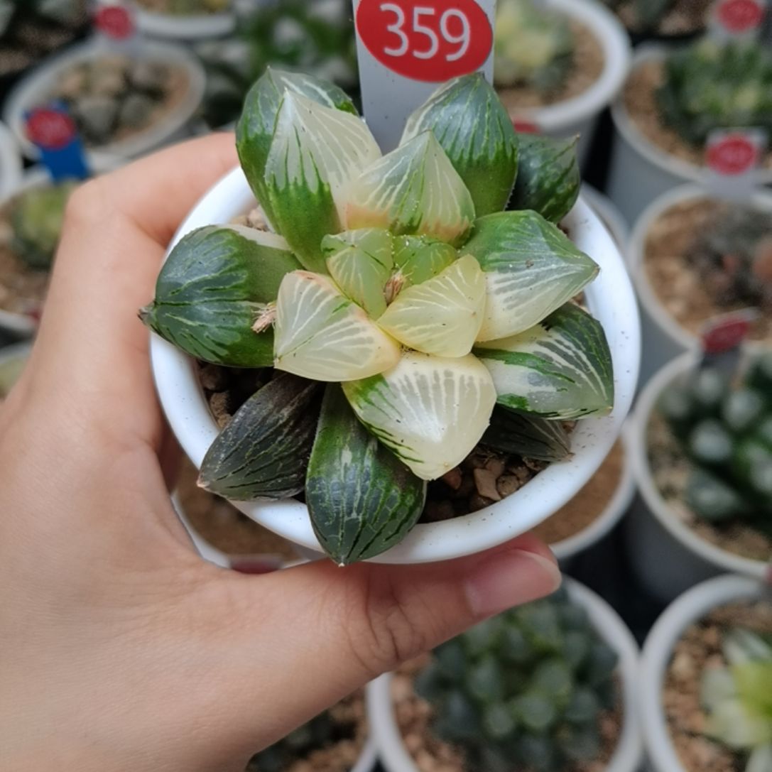 359号玉潭寿锦一物一拍带盆土发货