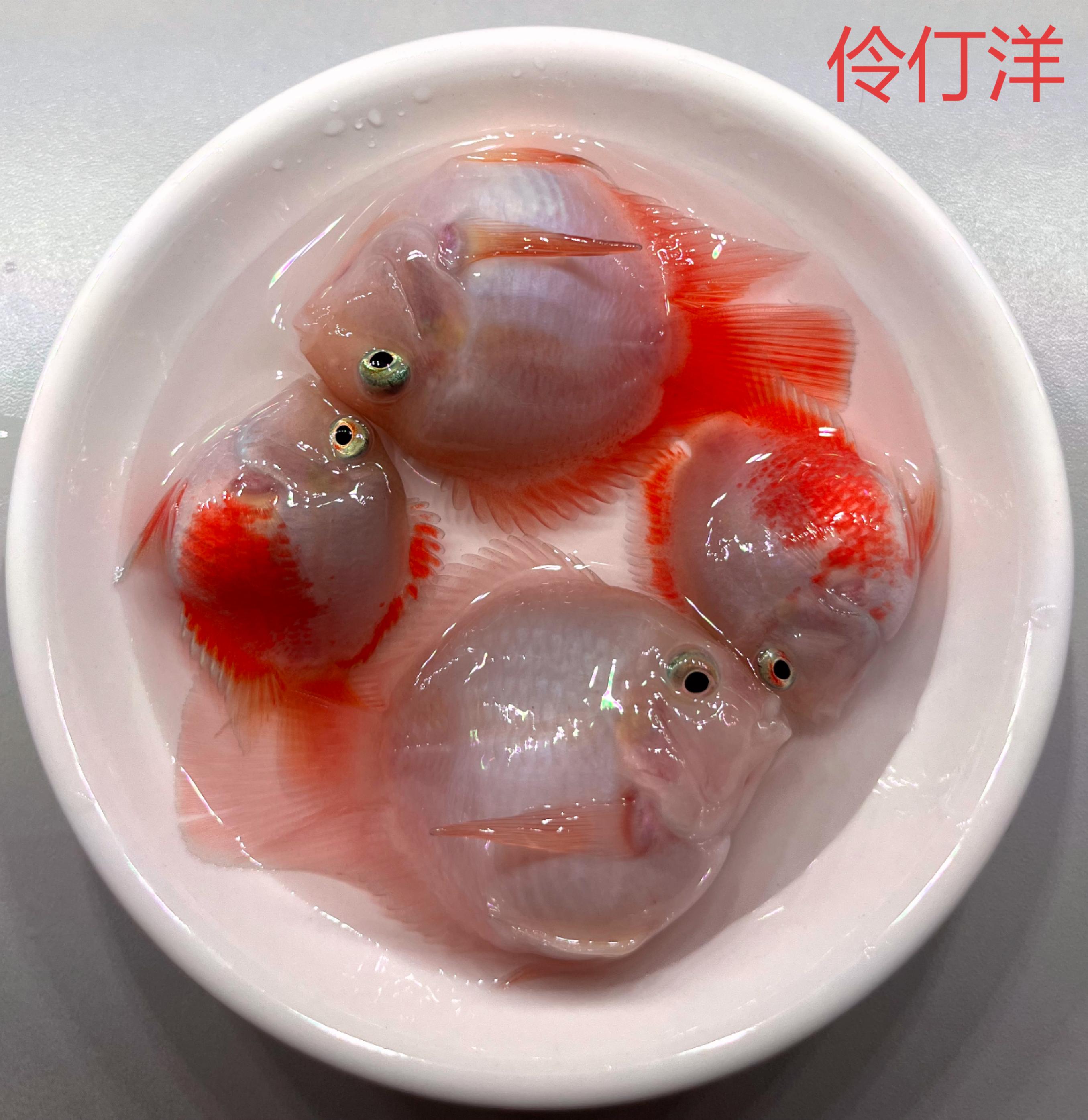 迷你鹦鹉鱼精品胭脂粉观赏鱼活体热带淡水鱼好养精品种鱼