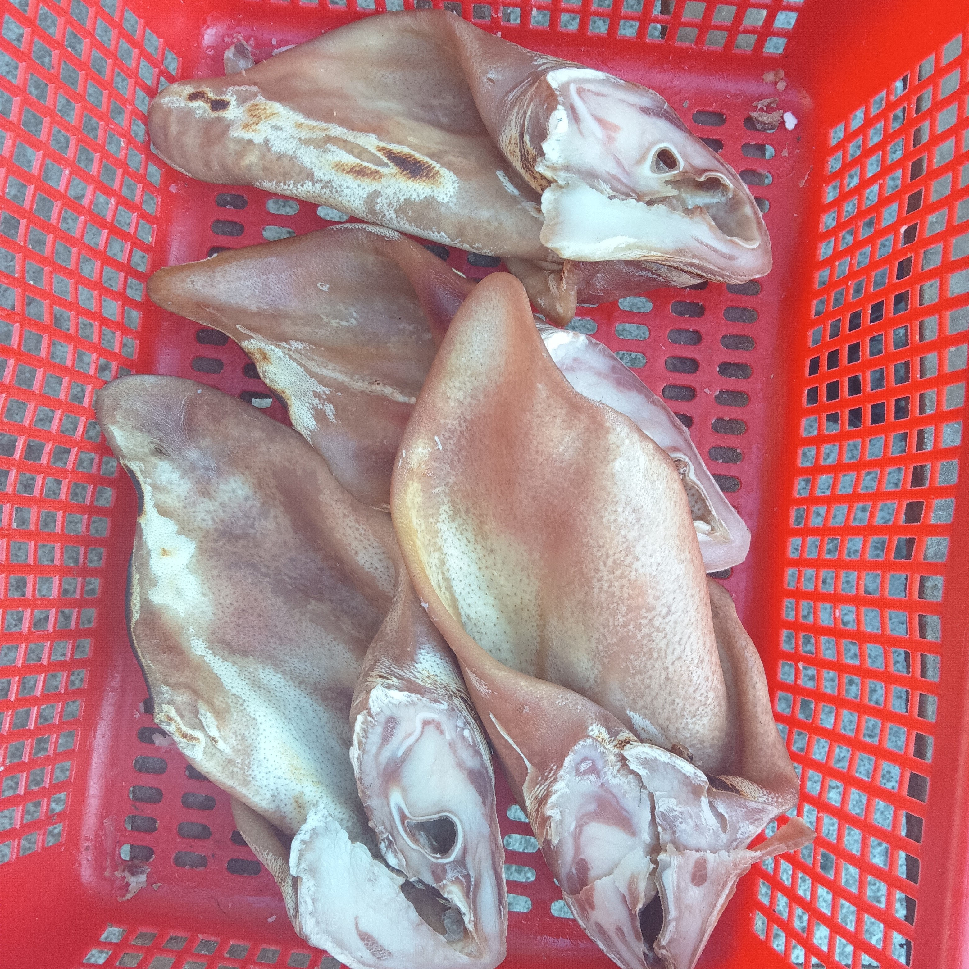 大别山生态黑毛猪耳朵尖尖