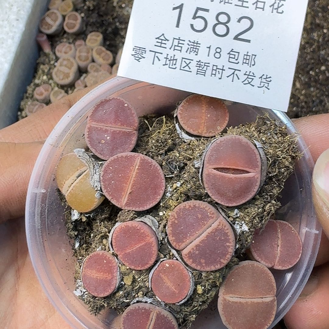 1582 哈哈哈哈哈哈哈哈哈