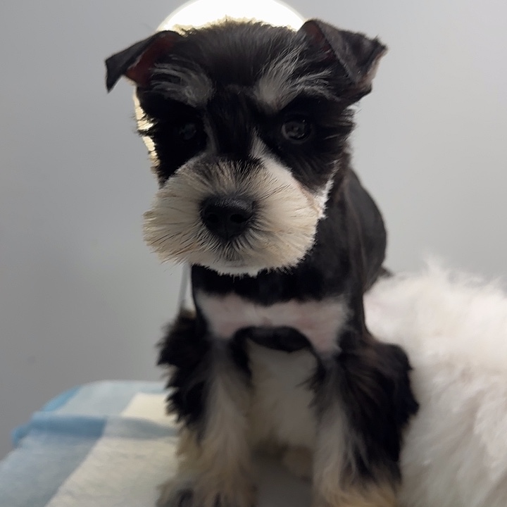 雪纳瑞妹妹一只，2个月喽