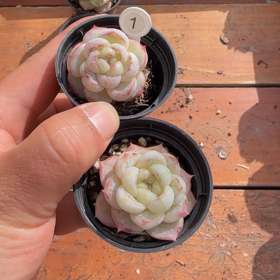 ***友胖虎珍妮精控一颗