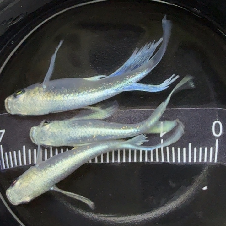 青鳉鱼天使之翼8号