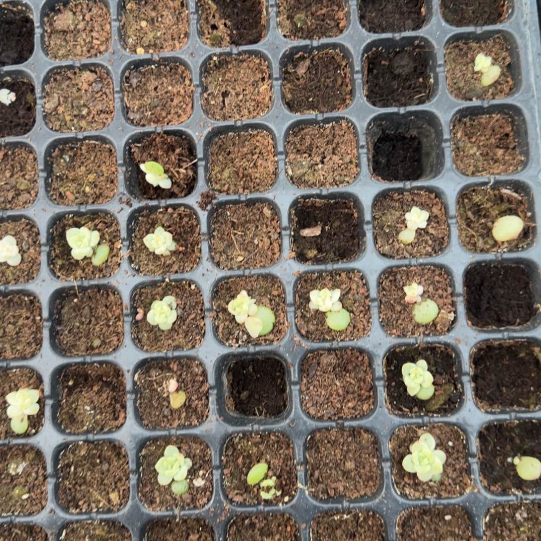 有树穴1个满25包邮