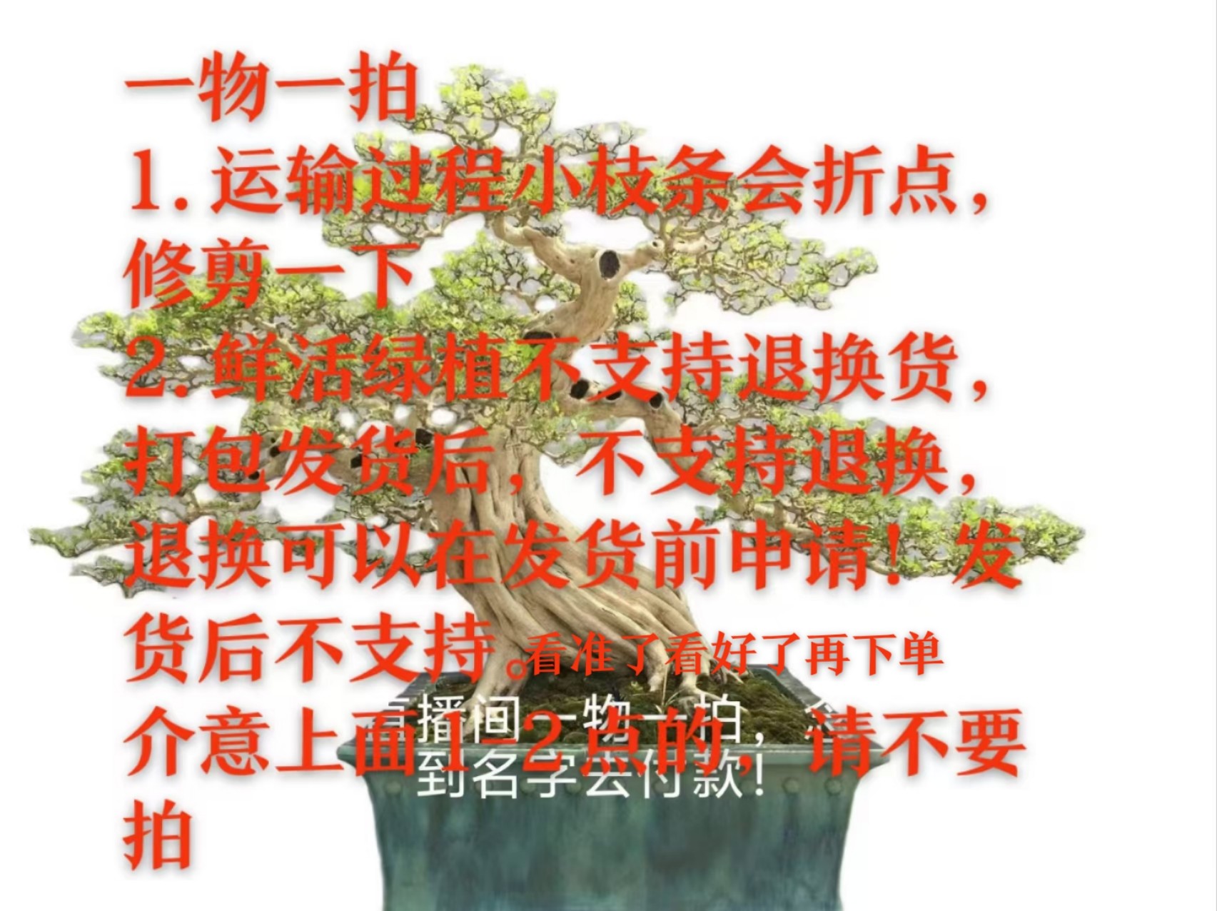 杂木盆景，赤楠，雀梅，黄杨，罗汉松，胡椒木等一系列品种