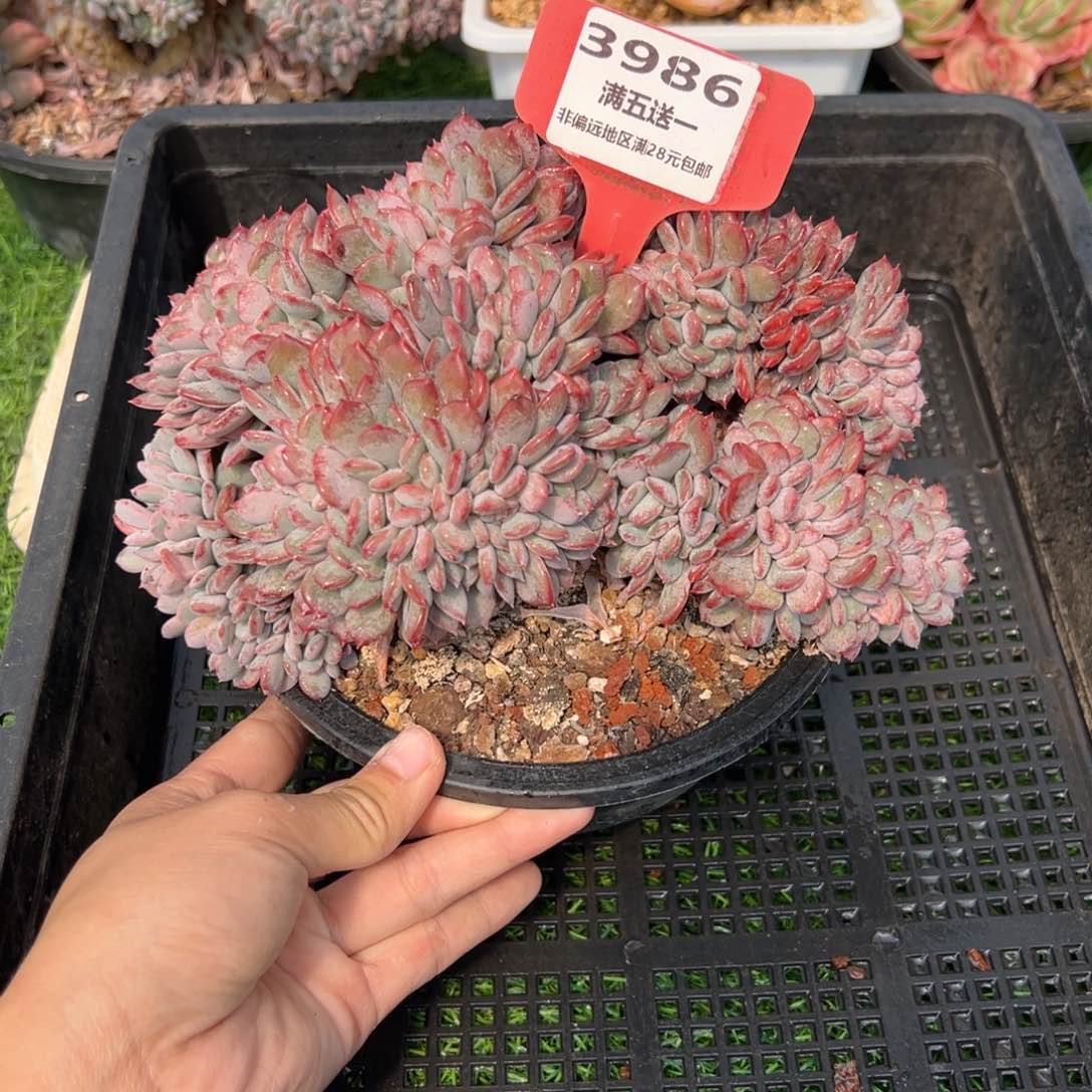 表妹精品多肉3986.