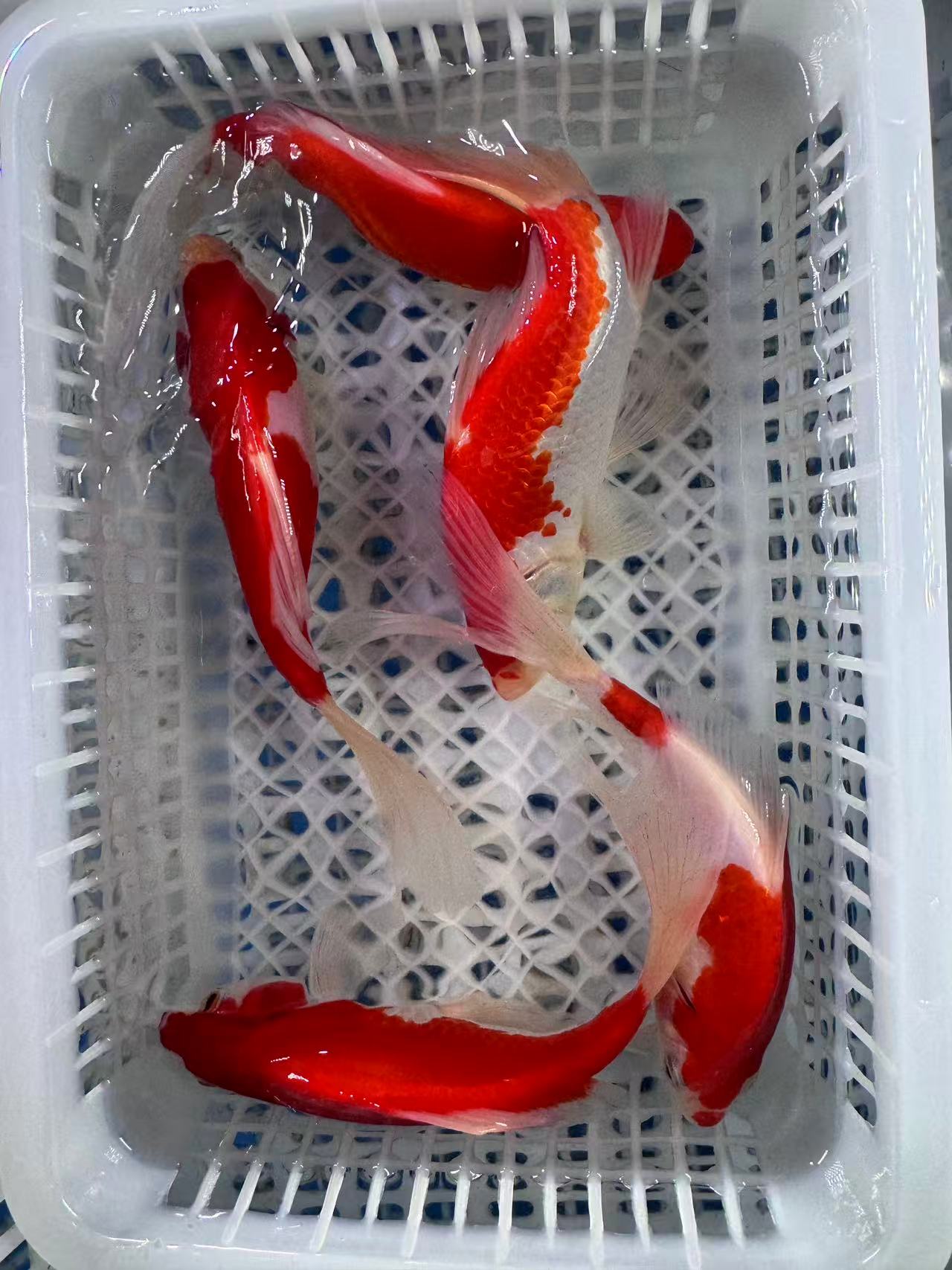 大5红白 闪鳞大帆荷包鲤冷水观赏鱼好养耐活适合新手   12-16公分