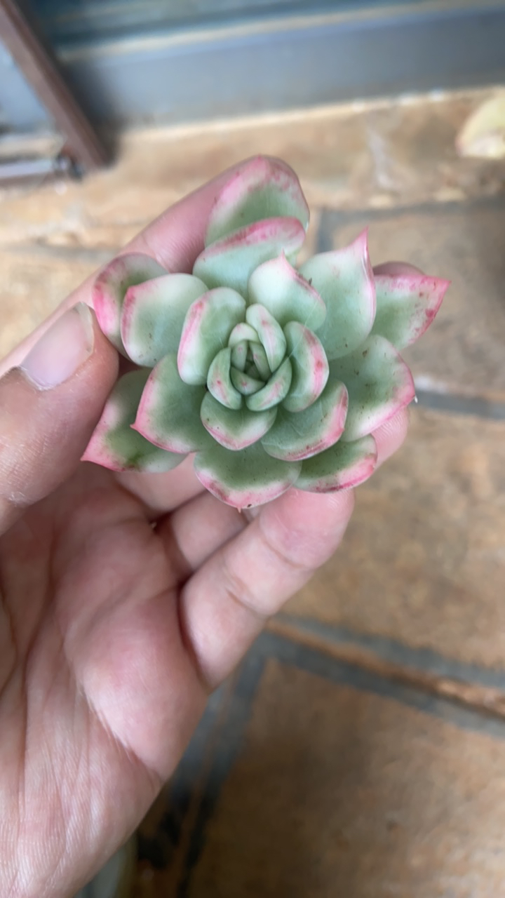 红豆沙多肉锦植物