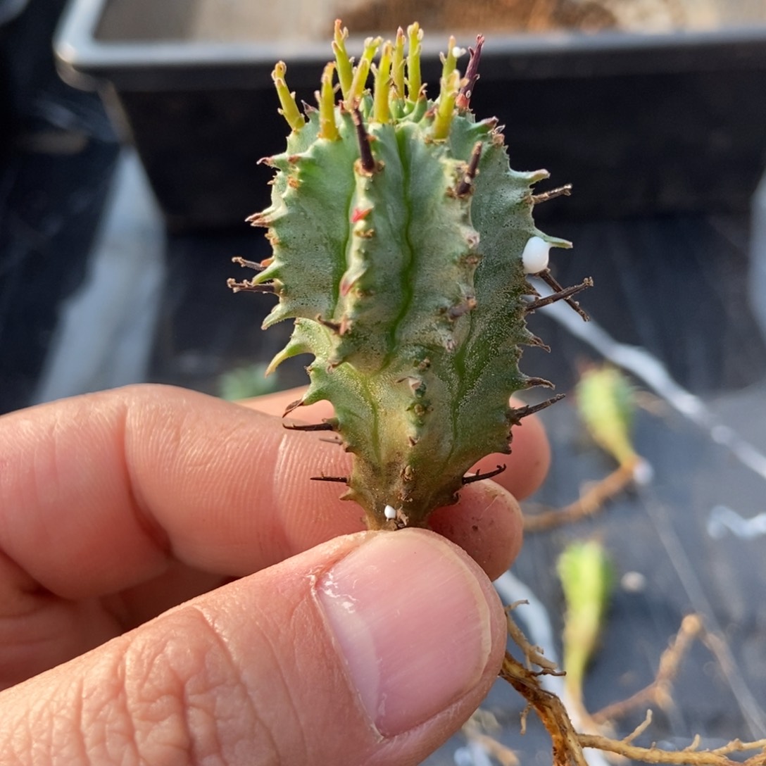 大*雨田魁伟玉侧芽无刺仙人球