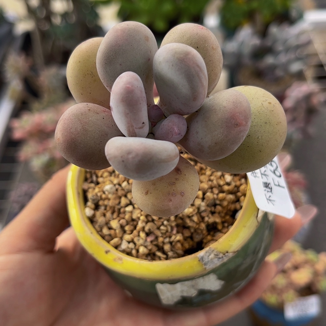 651-蛋黄奶多肉4cm