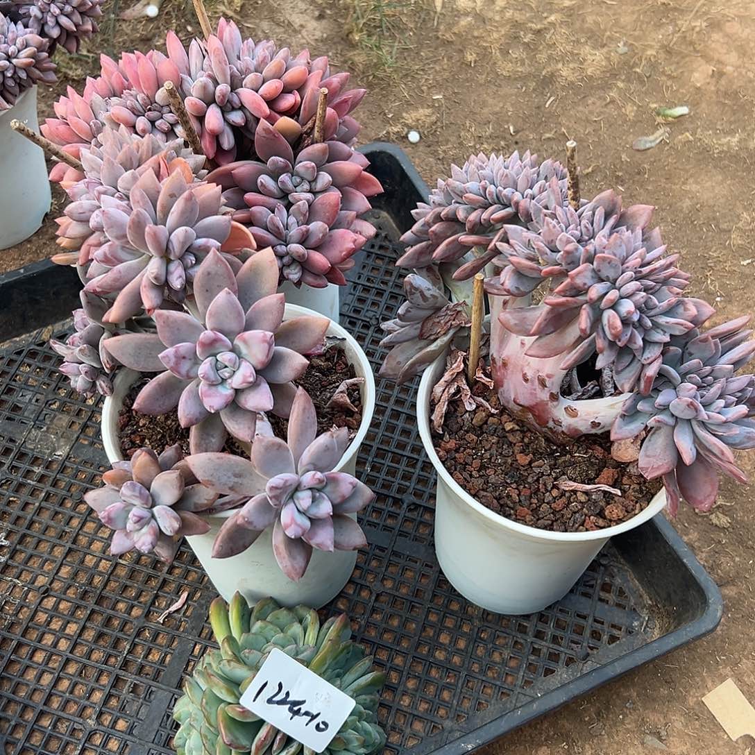 1224-10奥普缀3颗加泡芙缀共4颗