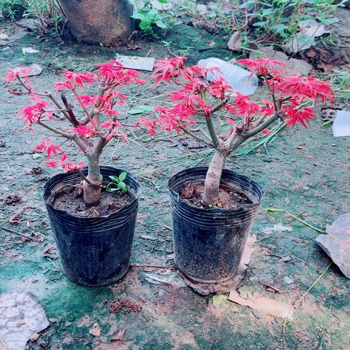 无花朵枫树出星星70
