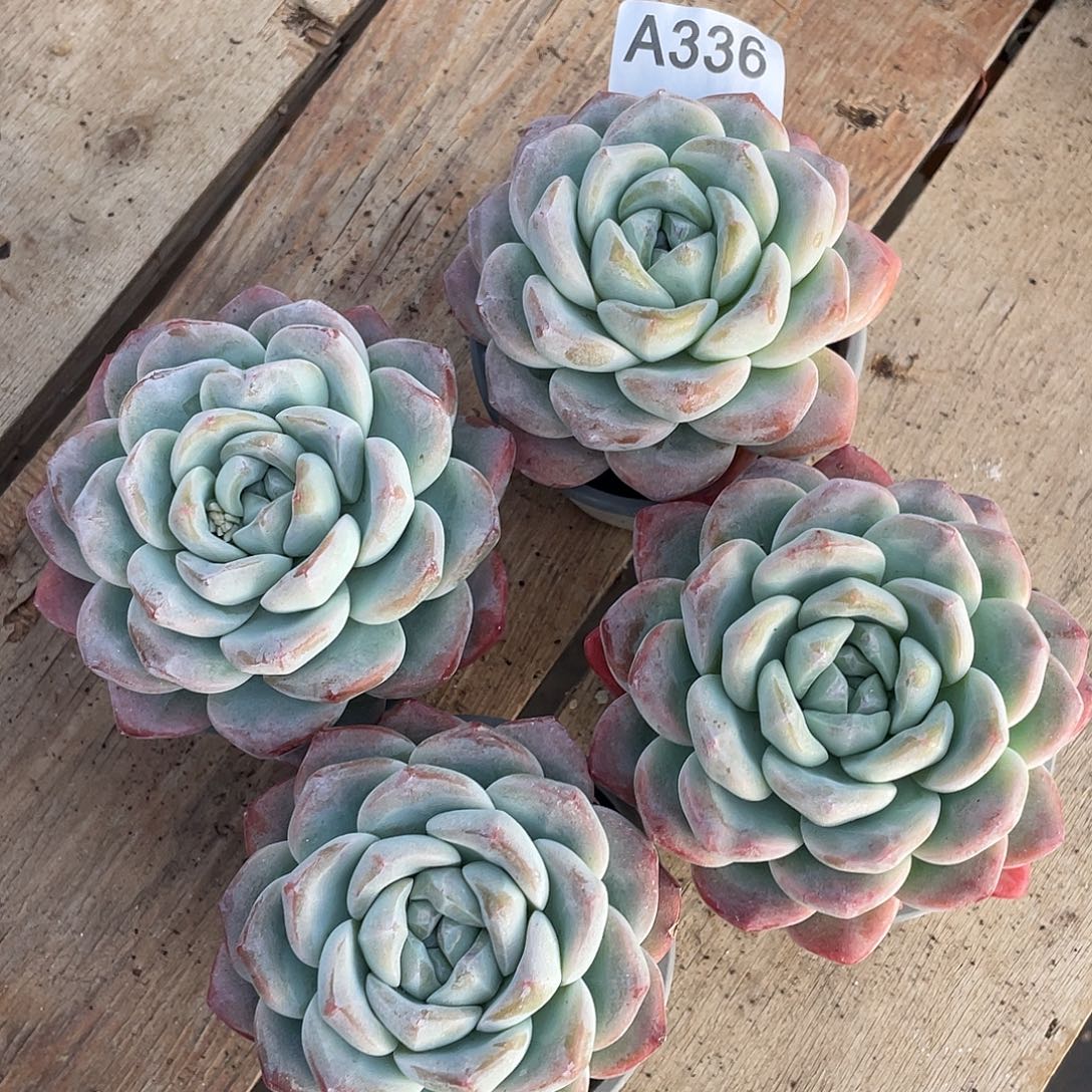 336多肉植物多肉植物