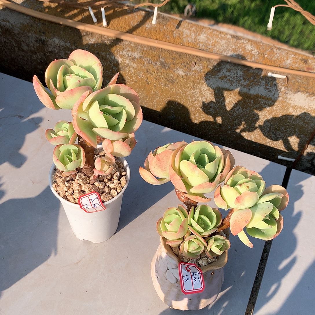 鸡蛋碧桃多肉植物两颗