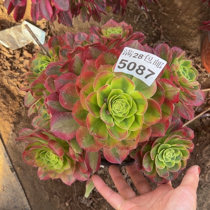 5087奶白多肉植物