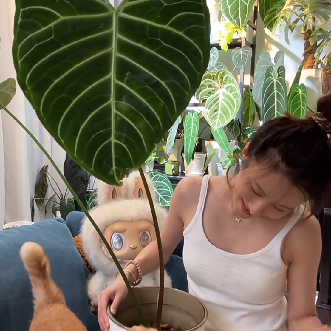 帝王花烛盆栽室内观叶赏花绿植适合阳台庭院