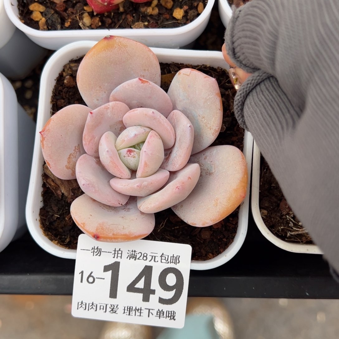 奶茶多肉多肉多肉多肉多肉多肉