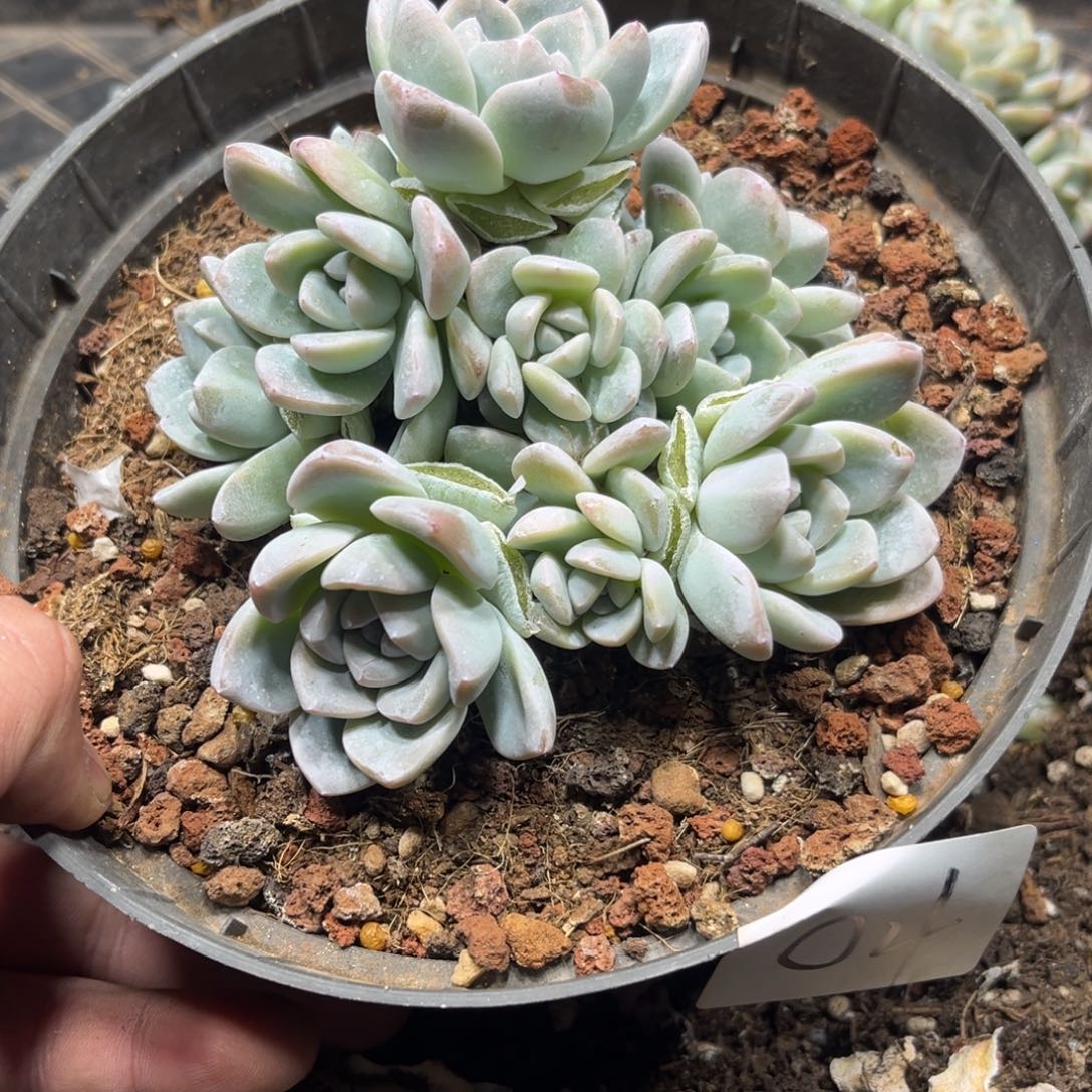 04冰玉群生11头11厘米