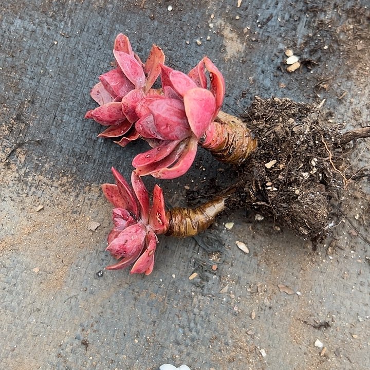 无花朵花伐老桩。      