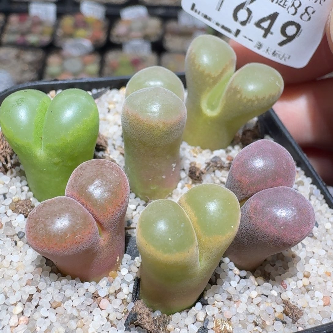 zzz生石花肉锥1649