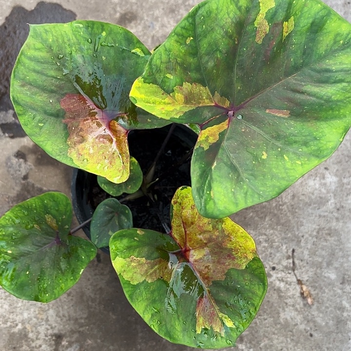 小***渣75-0102彩叶芋广东现货