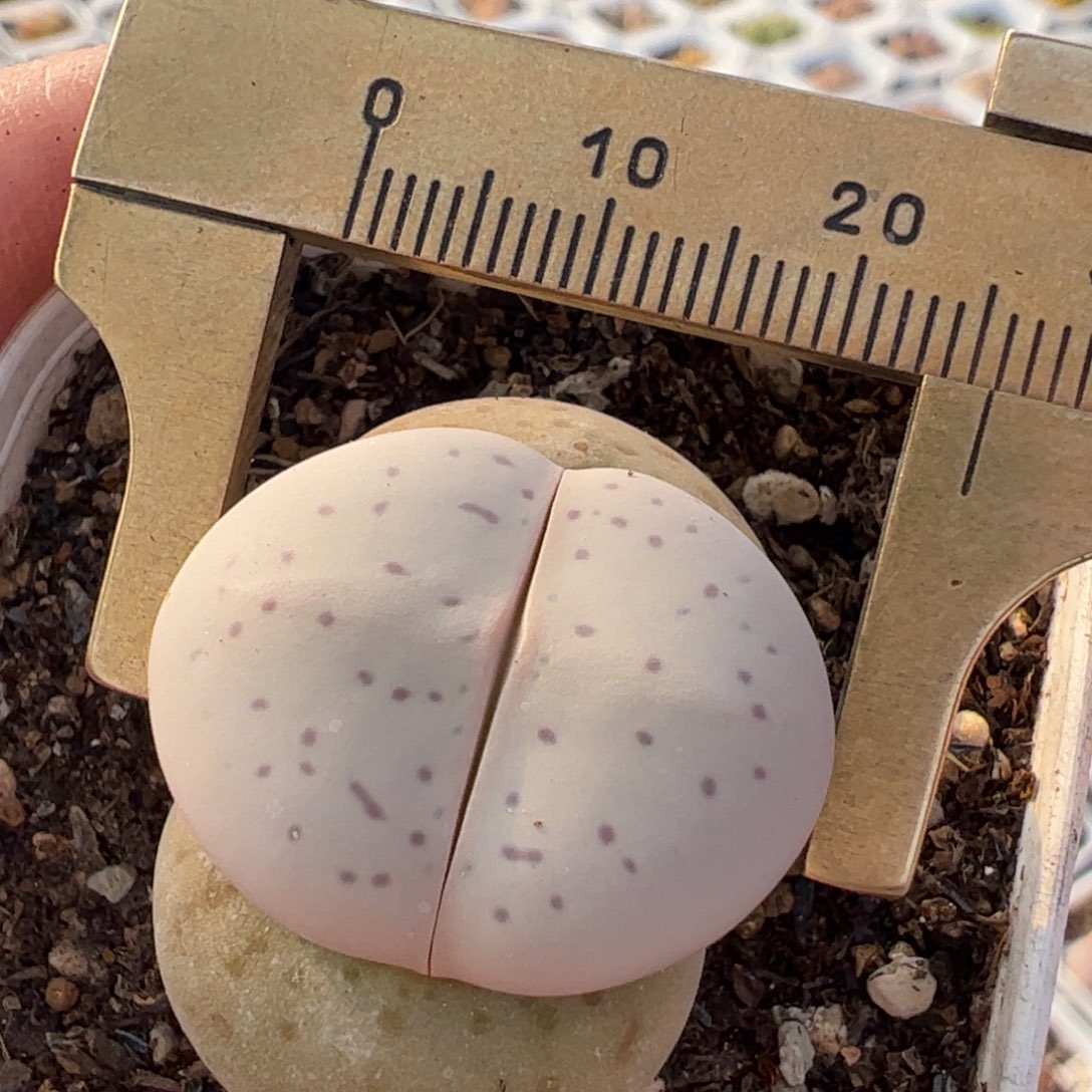 大白多肉植物百科