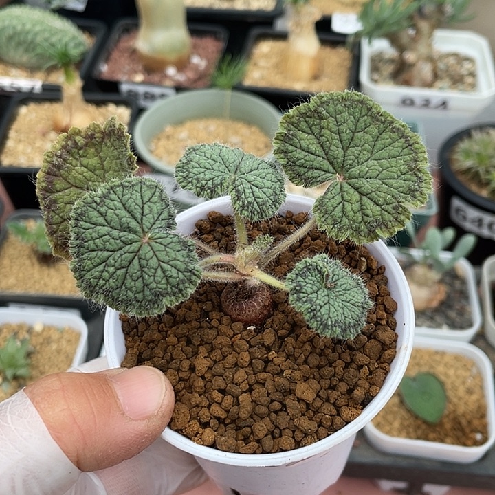 061圆叶杨葵块根，