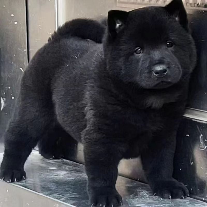 一物一拍纯种中华田园犬看家护院赶山狩猎每一笔收入都会回馈