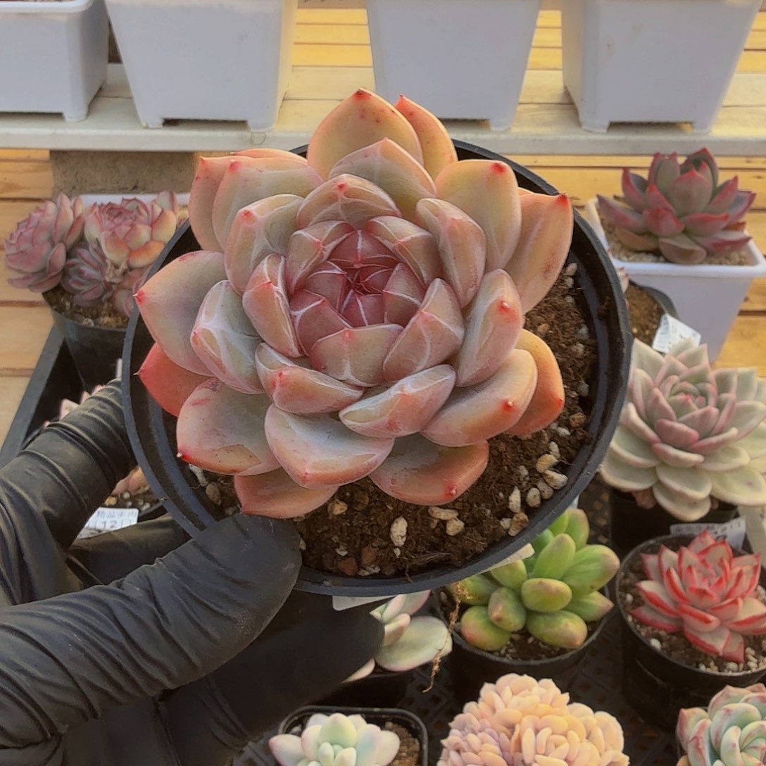 1212-36冰花单头a