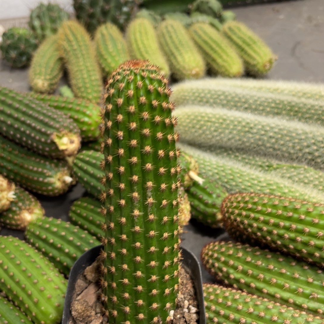 新品金妞金5自根一杯