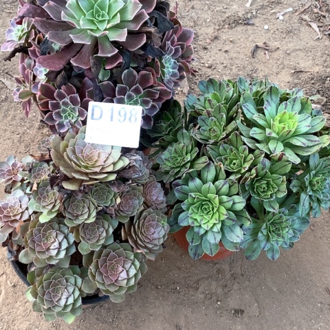 198三颗法师多肉植物