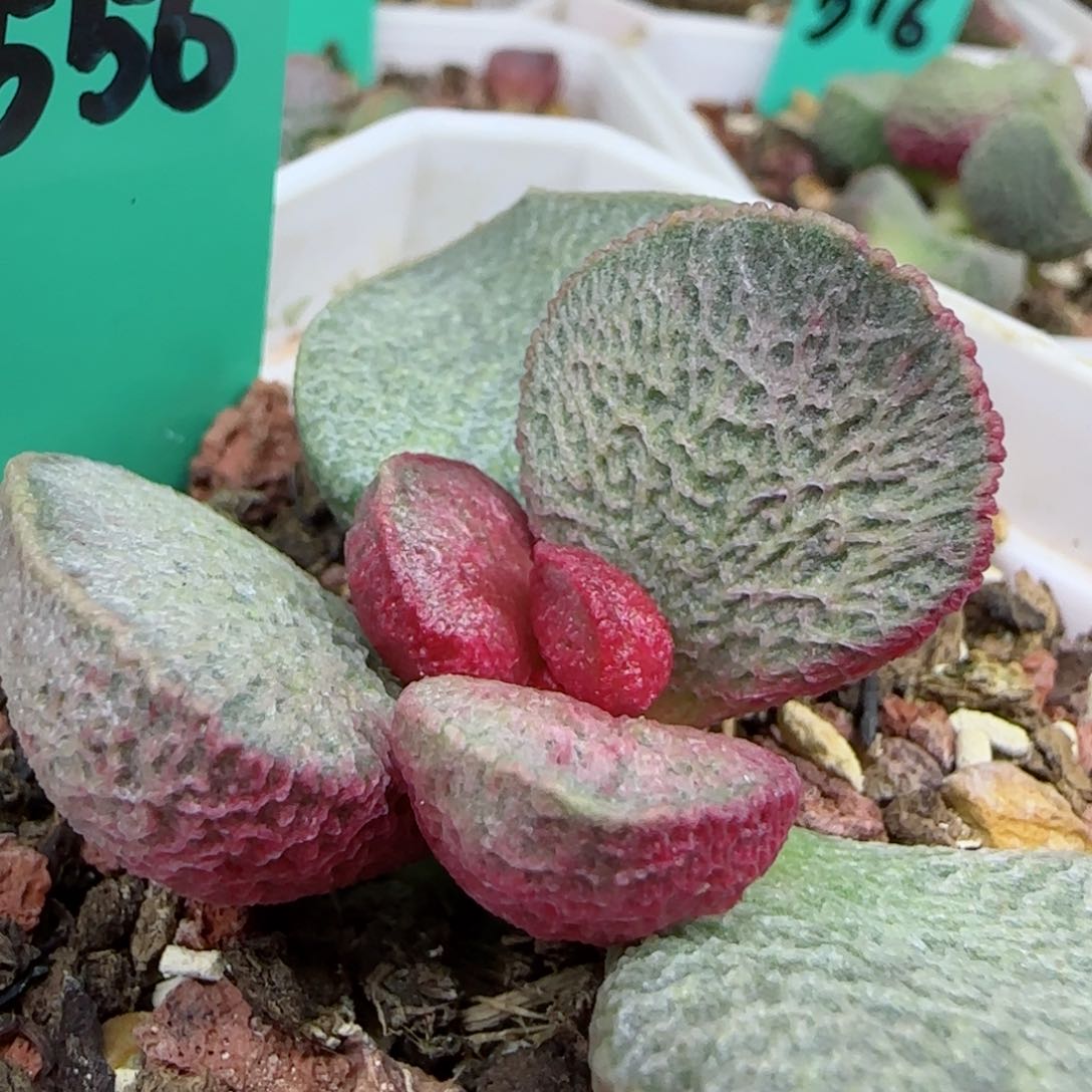 编号556小底叶插一个，图为母本，有大叶出