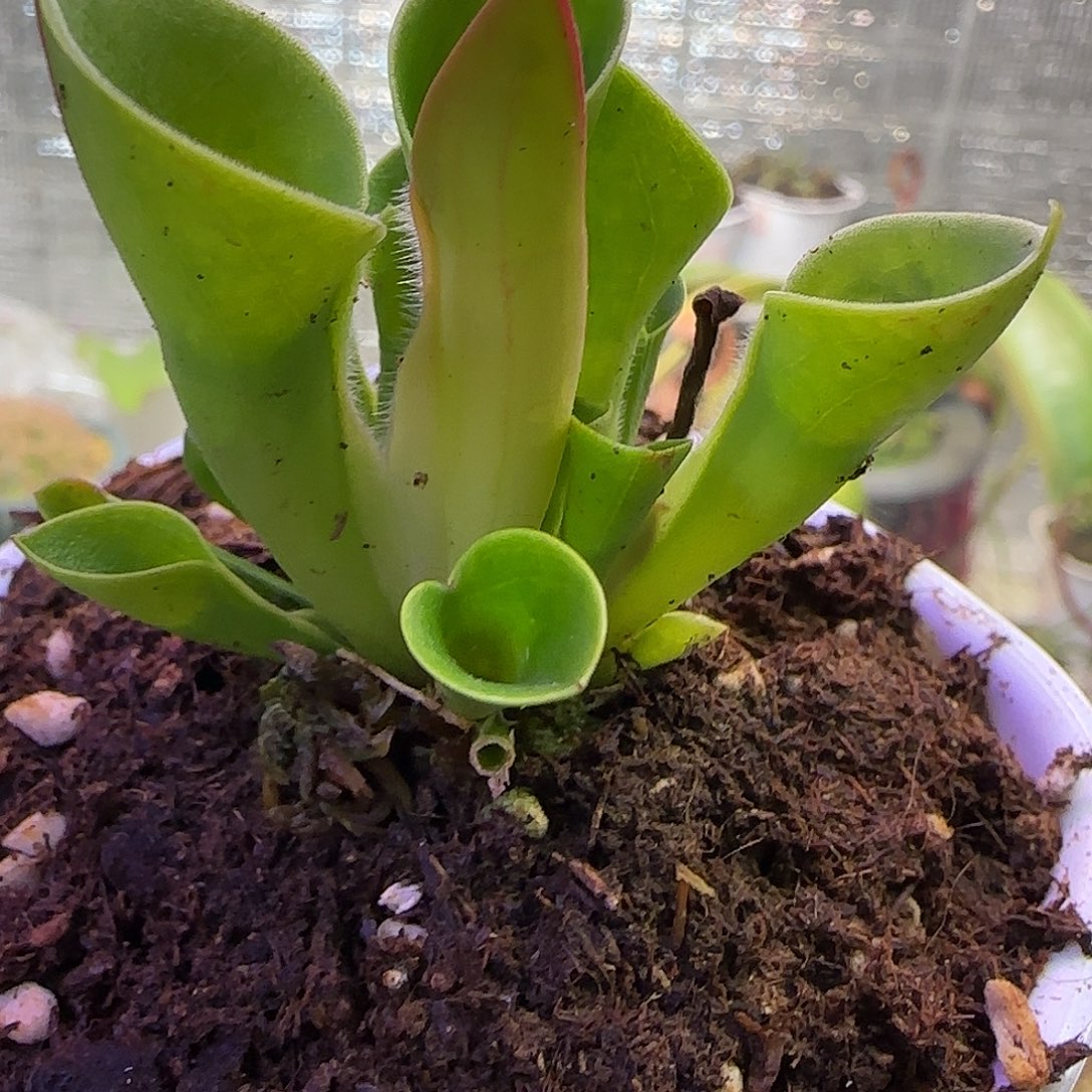 无花朵专拍小太阳