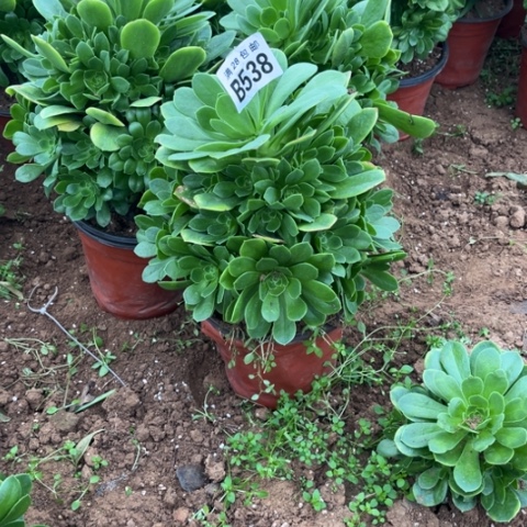 538绿羊绒不包断枝