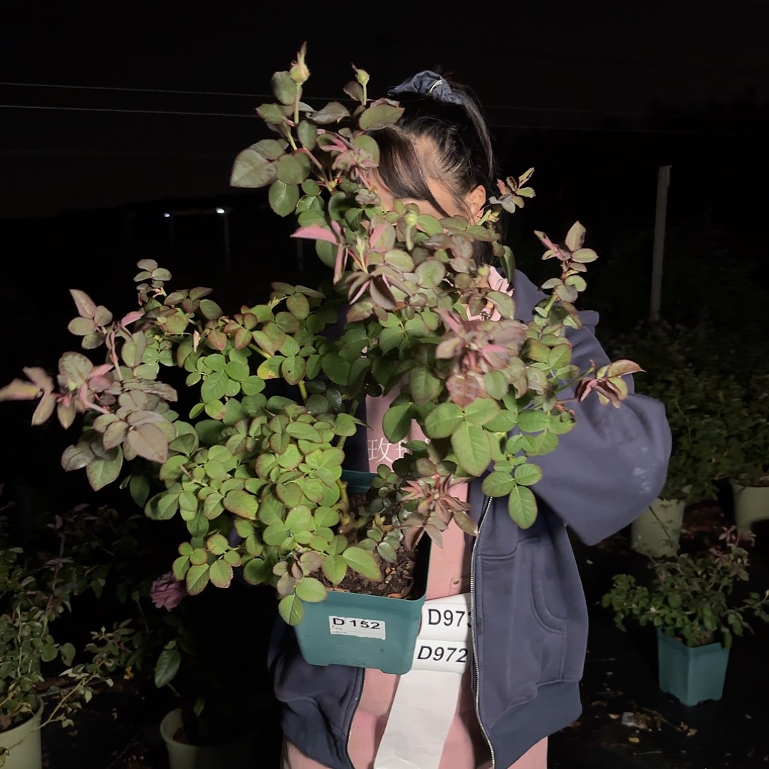 杏苑雪晴1.5加仑根接苗