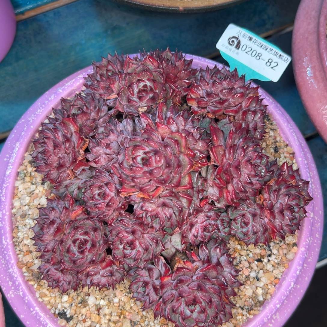 多肉一物一拍0208-82