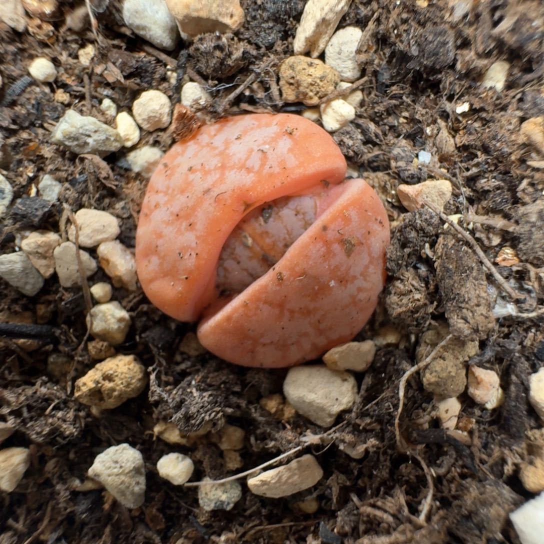 A56。 拿铁一颗。好看带盆