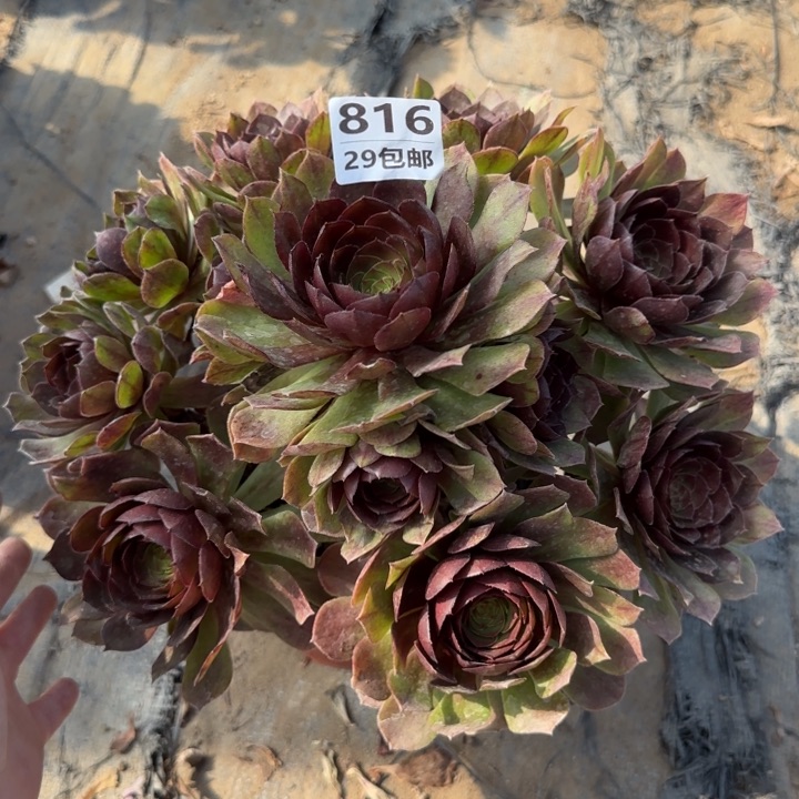 黑魔……多肉植物……