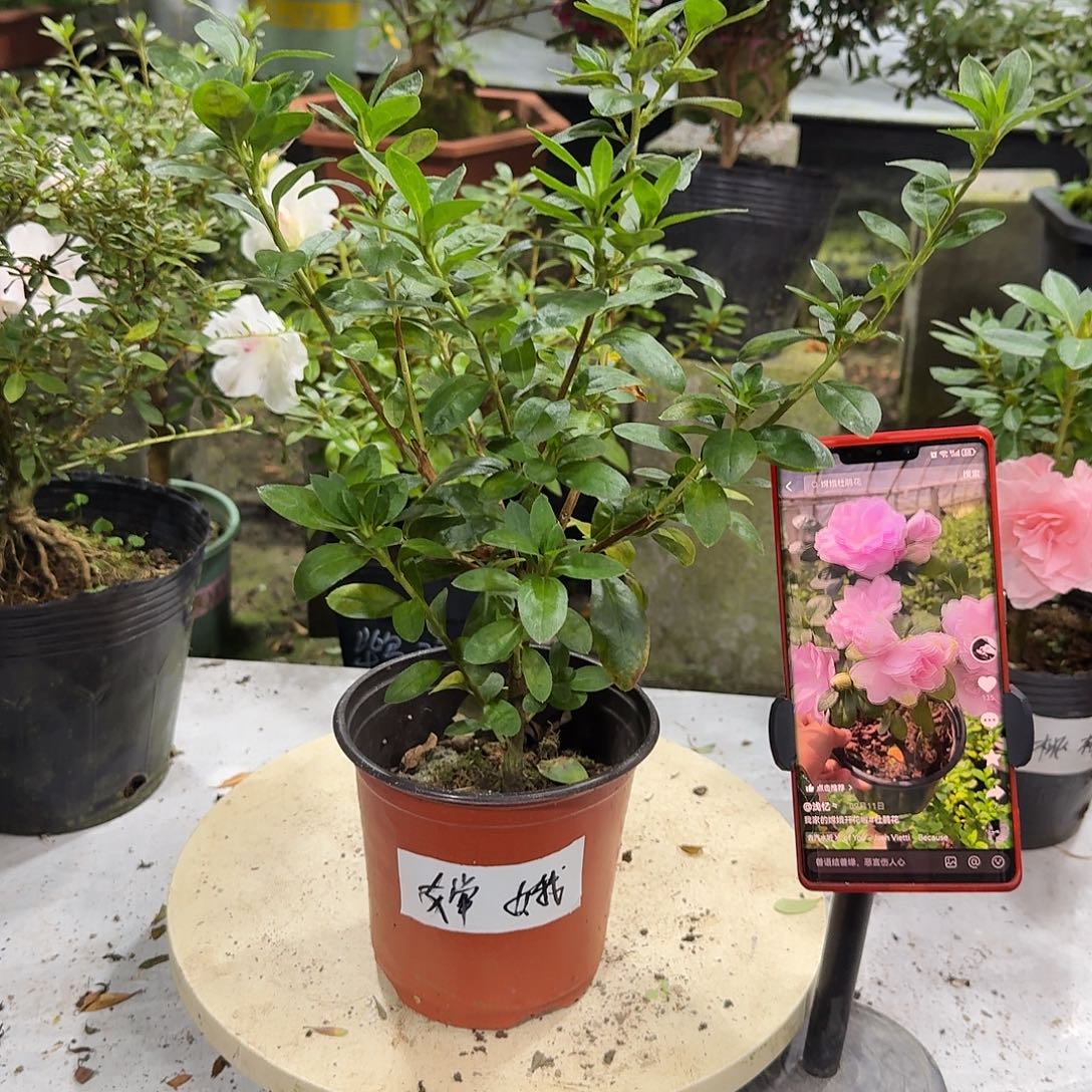 全部花苞嫦娥杜鹃花
