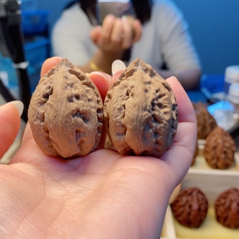 桃核把件科*宽东北秋子