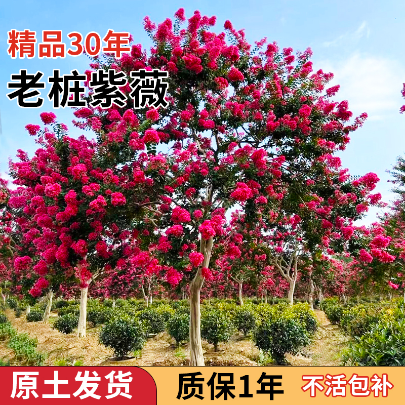 【川红老紫薇】20公分左右川红紫薇百日红庭院种植发家致富绿植