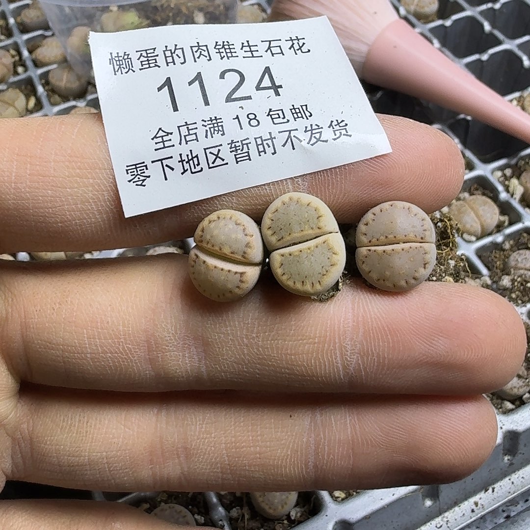1124 哈哈哈哈哈哈哈