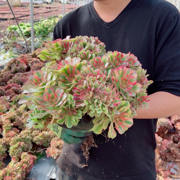 大颗红袖醉话多肉法师1号多肉